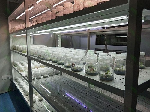 仙游植物组织培养实验室设计建设方案